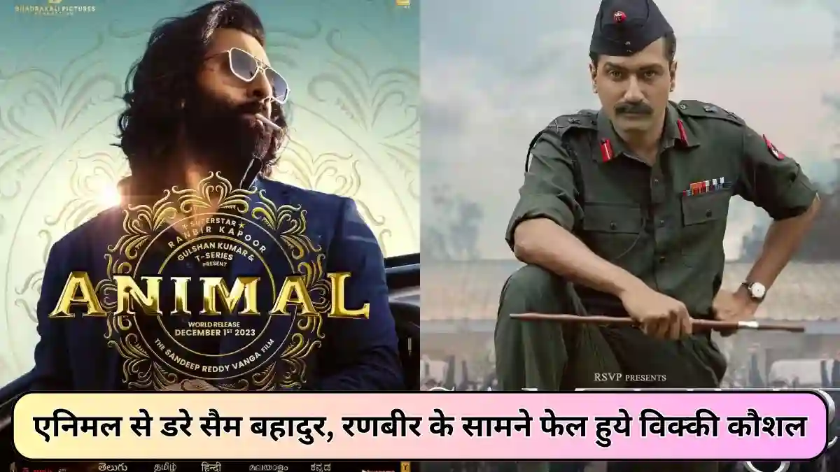 Animal vs Sam bahadur box office collection